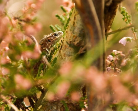 Common lizard in heather