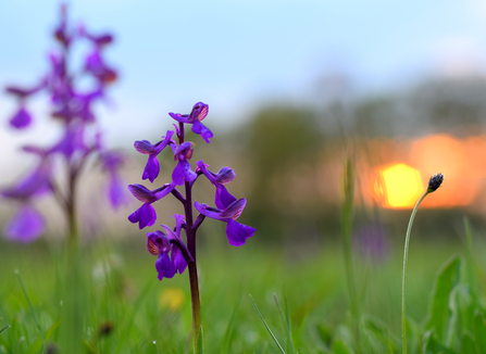 Green-winged orchid at sunset, Bernwood Meadows, Buckinghamshire.