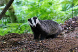 Badger by Rob Appleby
