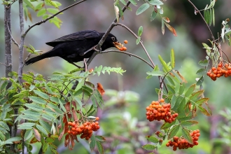 Blackbird feeding on rowan berries 