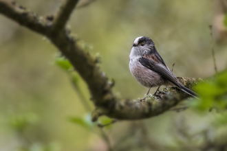 Long-tailed tit by Roy McDonald