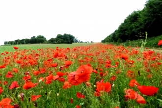 Poppies in field