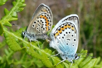 Silver-studded blues 