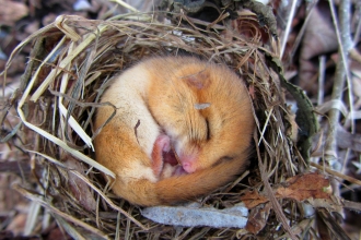 Dormouse sleeping in nest