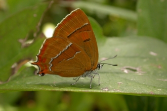 Brown hairstreak butterfly on leaf