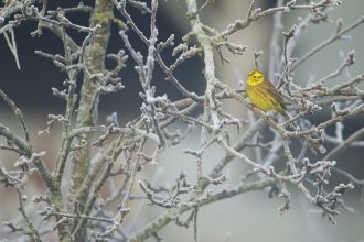Yellowhammer on frosty branches