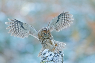 Tawny owl by andrejprosicky for Adobe Stock