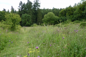 Homefield Wood with summer wild flowers