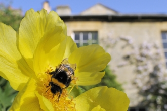 Bee on flower with house in background