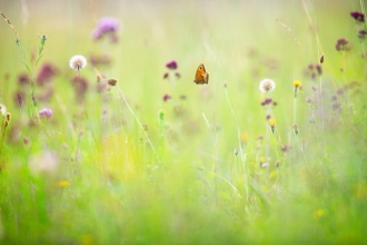 Butterfly in wildflower meadow