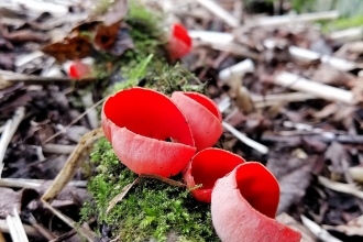 Scarlet elf cup or elfcup fungus. Picture: Ali Mckernan