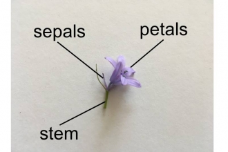 How to dissect a flower 