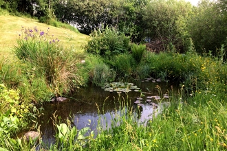 Garden pond by Anna Williams