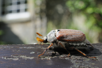 Cockchafer beetle 
