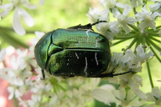 Rosechafer beetle by Andrew Halstead, RHS