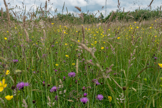 Wildflowers at Ludgershall Meadows. Picture: Andrew Marshall/ Go Wild Landscapes