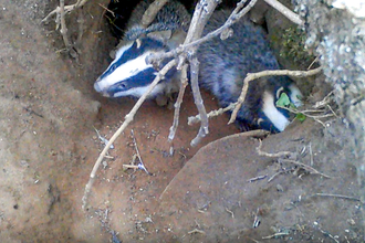 'Ruff' the badger cub emerging from his sett at a BBOWT reserve in Oxfordshire with another cub on April 23, 2021. Still image taken from a video by Nicolette Dowler.