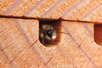 A male red mason bee (osmia bicornis) emerging from an artificial nest/ bee hotel/ bug hotel. Picture: Orange Aurochs/ Wikimedia Commons