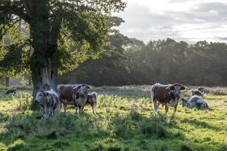 Cows standing under a tree on the Knepp estate
