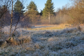 Frosty ground with a woodland clearing and tall trees behind