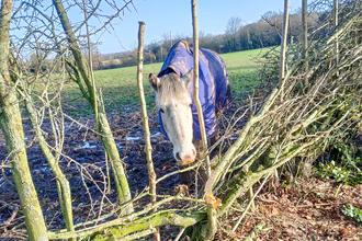 A horse pokes its head through a gap in a hedgerow that is in the process of being repaired, using traditional hedgelaying techniques. Picture: Robert Cooke