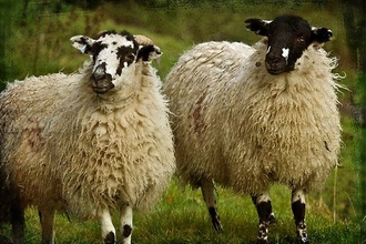 Beulah sheep