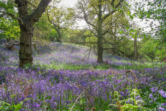 Bluebells at Sydlings Copse. Picture: Martyn Lane