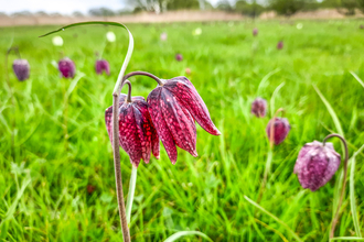 A snake's-head fritillary at Iffley Meadows in Oxford. Picture: Pete Hughes
