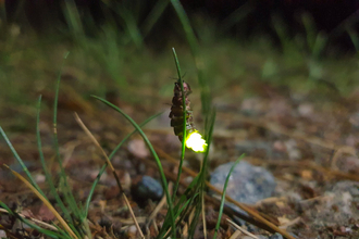 A female glow-worm (Lampyris noctiluca) glinging to a blade of grass. Picture: Forza/ Wikimedia Commons