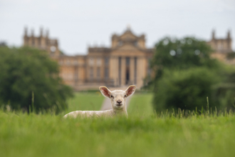 One of the lambs on the Blenheim Palace Estate. Picture: Pete Seaward