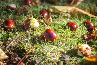 Horse chestnut conkers lying on the grass in autumn. 