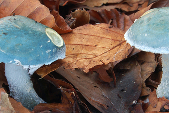 a pair of greenish blue mushrooms sit in leaf litter
