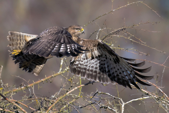 A buzzard in flight at College Lake by Roy McDonald - overall winner in the BBOWT Photography Competition 2022.