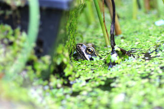 A frog in a garden pond dug during the coronavirus lockdown by Helen Touchard-Paxton - winner of the Team Wilder category in the BBOWT Photography Competition 2022.