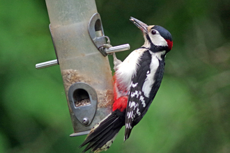 Bird on feeder - woodpecker - Gillian Day