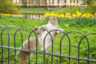 A grey squirrel (Sciurus carolinensis) in a park. Picture: Terry Whittaker/ 2020Vision