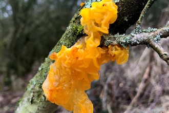 Witches butter fungus