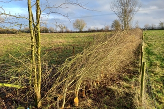 A laid hedge