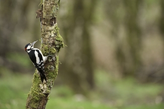 A male great spotted woodpecker, resplendent with its black and white feathers and a red patch on the nape, clings to a mossy tree in a woodland