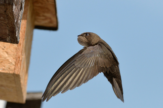 Common swift flying to a nest box with its throat pouch bulging with insects it has caught to feed its chicks