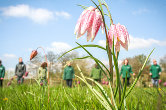 BBOWT staff and volunteers carrying out the annual snake's-head fritillary count at Iffley Meadows in Oxford in April 2023