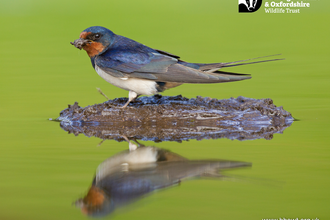 Swallow collecting mud for nest building