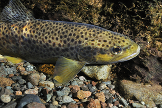 A brown trout in an English river