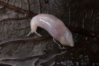 A ghost slug, so pale it almost appears translucent, sliming its way across a dark brown leaf