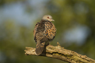 Turtle dove sat on a branch