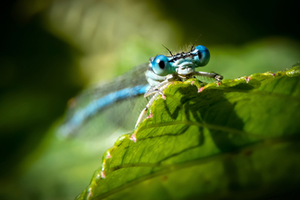 White-legged damselfly, macro image showing large, blue compound eyes