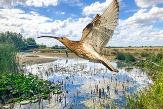 A computer-generated image of a curlew at BBOWT's Gallows Bridge Farm reserve. 