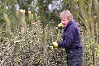 Person hedgelaying