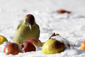 A green woodpecker eating fruit in the snow