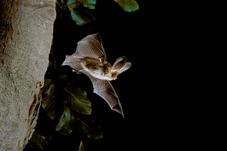 A brown long-eared bat flying out from a tree at night
